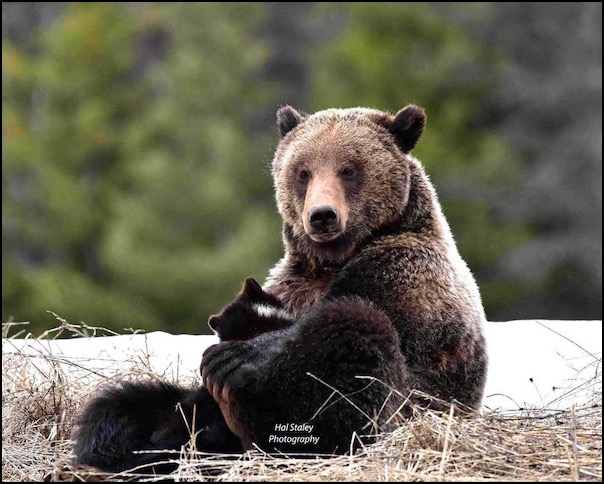 Grizzly bear mom holding cub